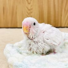 真っ白ふわふわわた毛たっぷり♡セキセイインコ（ダブルファクター）ヒナ