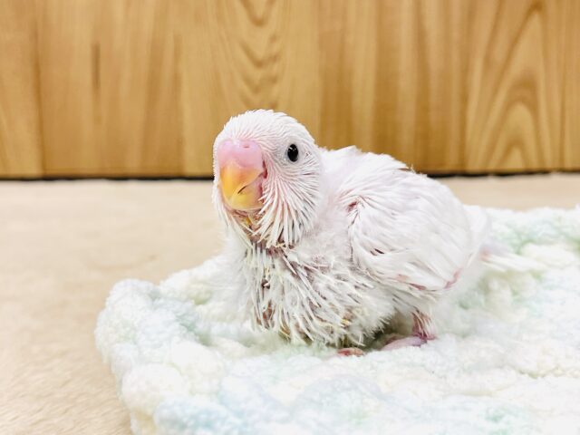 真っ白ふわふわわた毛たっぷり♡セキセイインコ（ダブルファクター）ヒナ