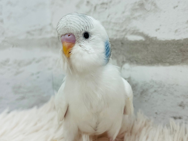 【最新画像更新🪄】好奇心旺盛さん♬*°セキセイインコ(パイド) ヒナ