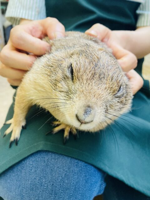プレーリードッグ