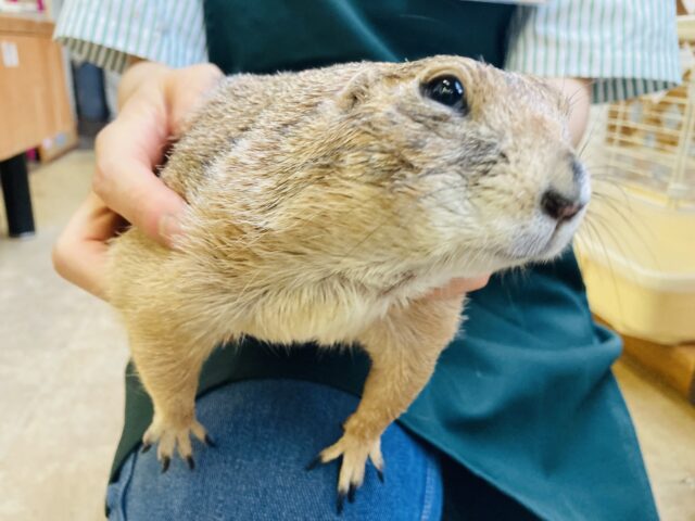 プレーリードッグ