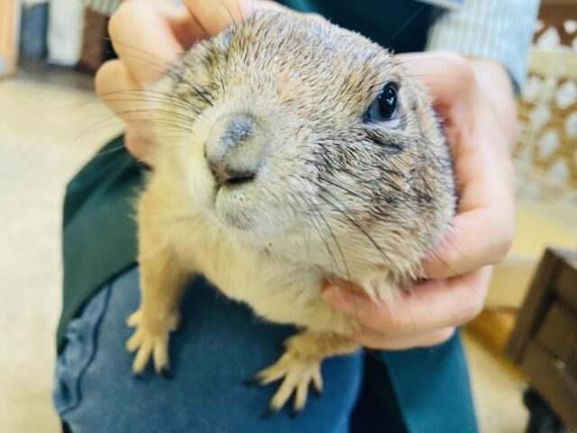 最新画像＆動画更新💟コロコロとかわいいプレーリードッグさん男のコ🌼♂