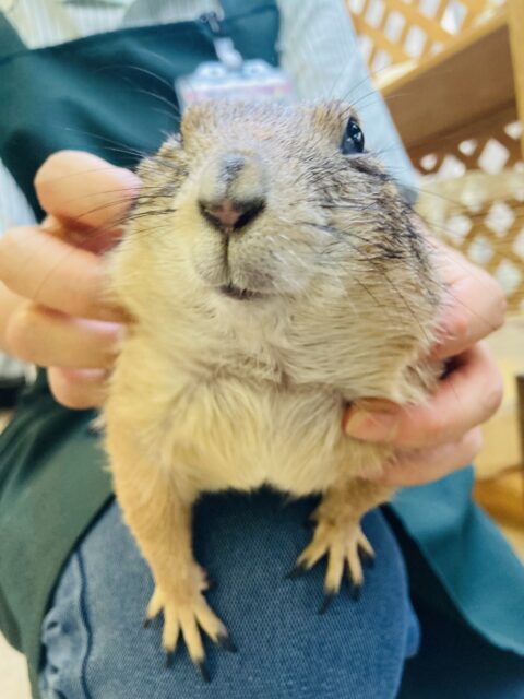 プレーリードッグ