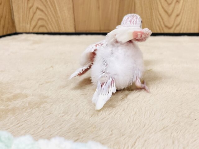 セキセイインコ