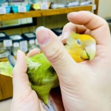 なれてるよ〜❣️手乗り❣️撫でられるの大好き❤️🌿🍊🍊本当は甘ったれなの🍊🍊🌿　コザクラインコ　オレンジフェイスオパーリン　