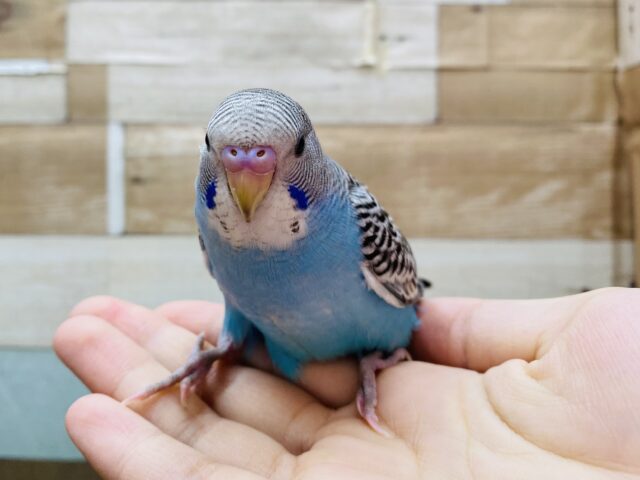 最新画像あります⭐️羽に広がるいっぱいの模様が美しい〜🤩セキセイインコのノーマル！！