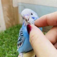 最新画像あります✨明るいブルーとブラックの雰囲気が可愛いですっ❣️セキセイインコのオパーリン！！