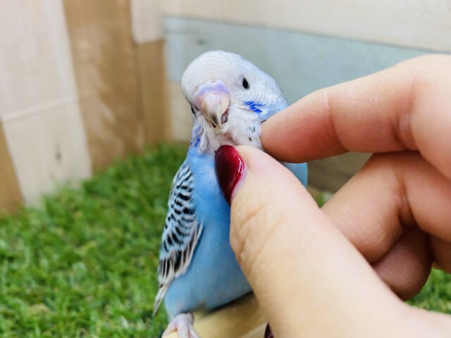 最新画像あります✨明るいブルーとブラックの雰囲気が可愛いですっ❣️セキセイインコのオパーリン！！