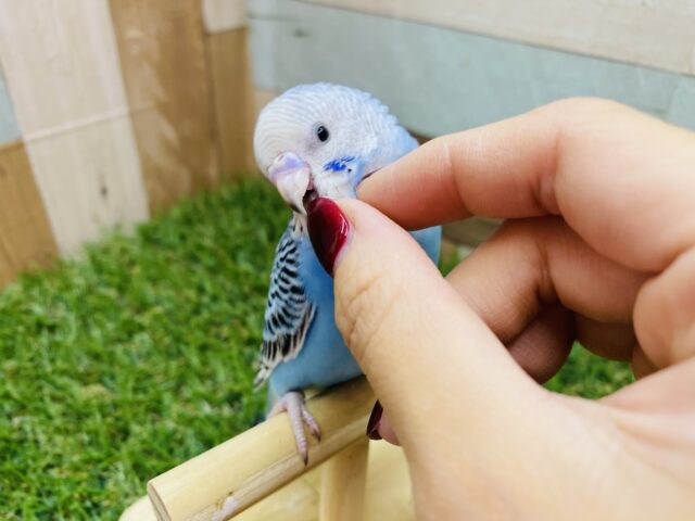 セキセイインコ