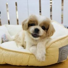 可愛いの良いところどりすぎるぅ〜！ミックス犬ちゃん(キャバリア×ペキニーズ)