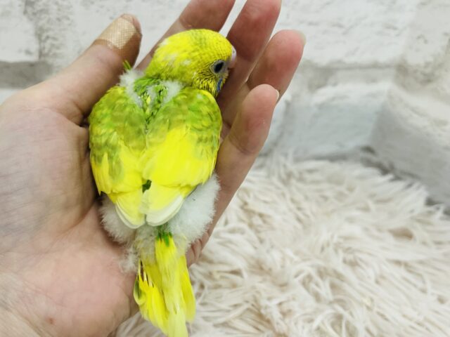 セキセイインコ