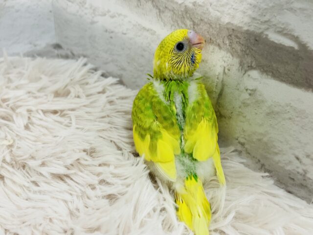 セキセイインコ