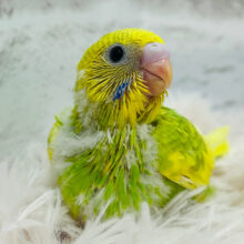 淡めカラーで儚さ増々🫧セキセイインコ(スパングルパイド) ヒナ