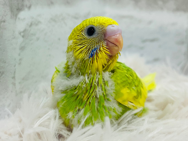 淡めカラーで儚さ増々🫧セキセイインコ(スパングルパイド) ヒナ