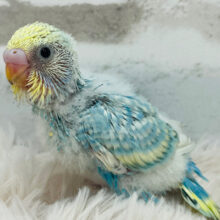 元気いっぱい🫧クリームソーダ🧃🍭セキセイインコ(パステルレインボースパングル) ヒナ