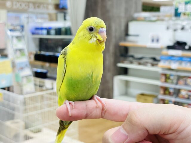 セキセイインコ