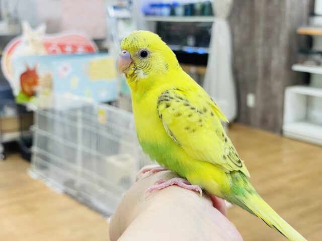 セキセイインコ