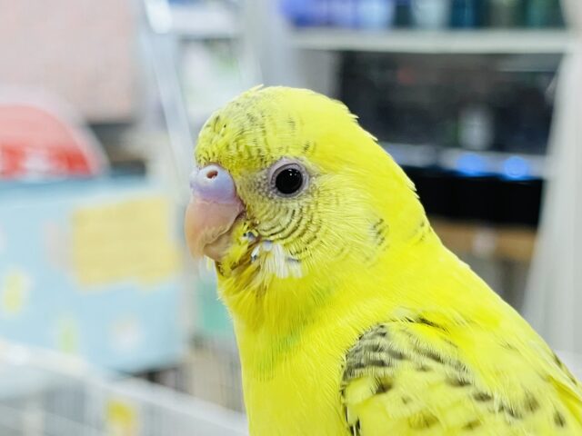 セキセイインコ