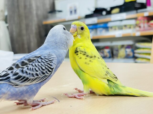 セキセイインコ