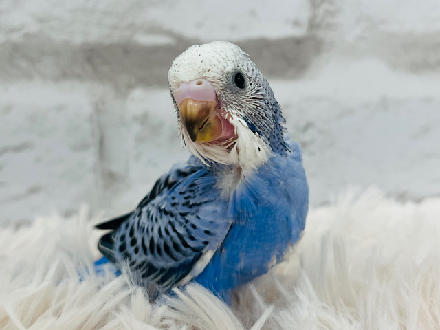 いつでもどこでも走って登場‪☆セキセイインコ(オパーリン) ヒナ