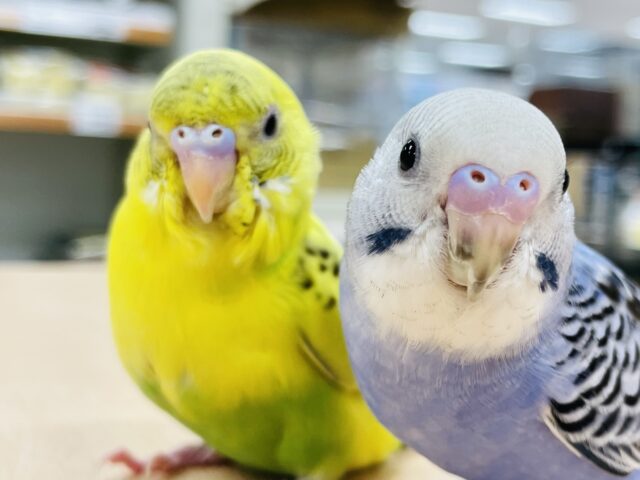 セキセイインコ