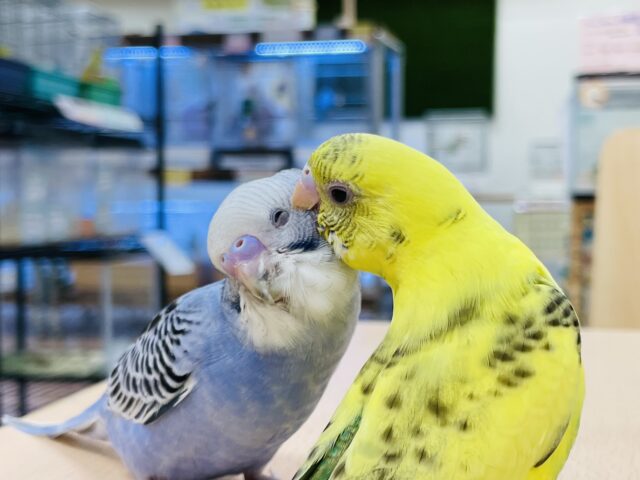 セキセイインコ