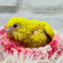 元気カラーの照れ屋さん(*´`)セキセイインコ(ルチノー) ヒナ