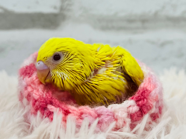 元気カラーの照れ屋さん(*´`)セキセイインコ(ルチノー) ヒナ