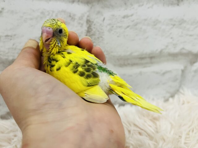 セキセイインコ