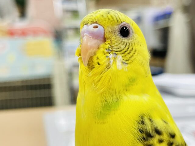 セキセイインコ