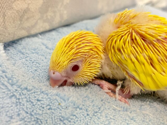 セキセイインコ