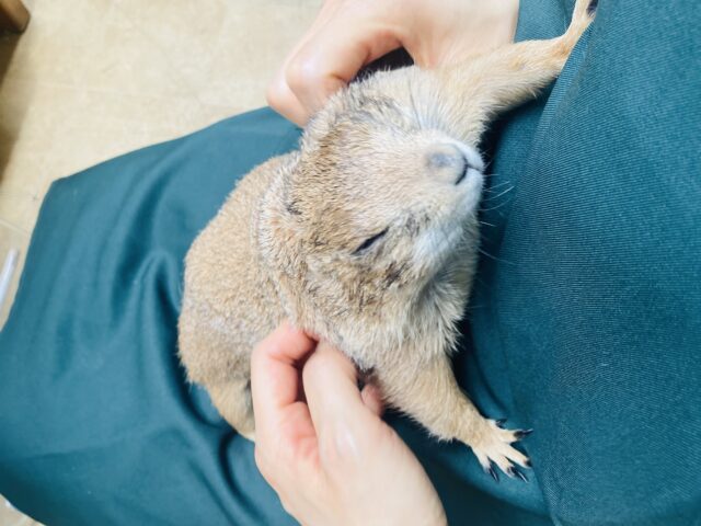 プレーリードッグ