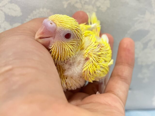 歩くところはﾇﾍﾞﾇﾍﾞチェック済😎💛ྀིセキセイインコ(ルチノー2024年9月生まれ)