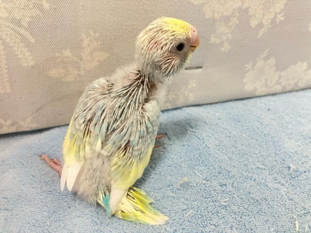 セキセイインコ