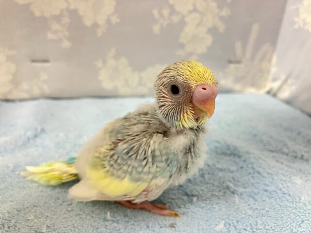 七色アピール✨虹色ヨ〜グルト！🌈ᵕ̈*セキセイインコ(パステルレインボーパイド2024年9月生まれ)