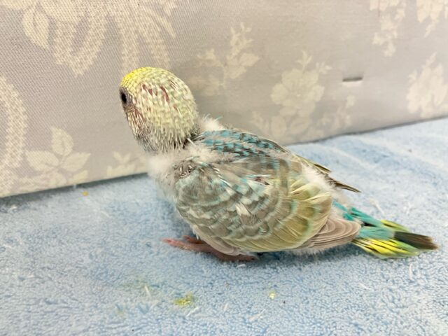 セキセイインコ