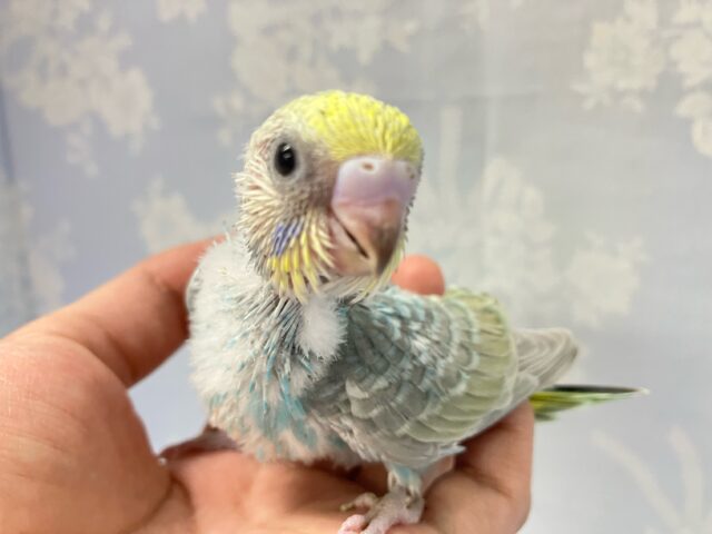 水色チェック️🩵なんでもチェック〜！！👀セキセイインコ(パステルレインボー2024年9月生まれ)