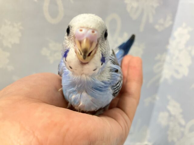 ピロリンタイム発動ゥ！ベリ〜ファイン🫐➿セキセイインコ(ブルーオパーリン2024年9月生まれ)