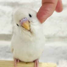【最新画像・動画更新🪄もうすぐひとり餌‪☆】すすき野原から。。。こんにちはっ　セキセイインコ　ダブルファクター～～
