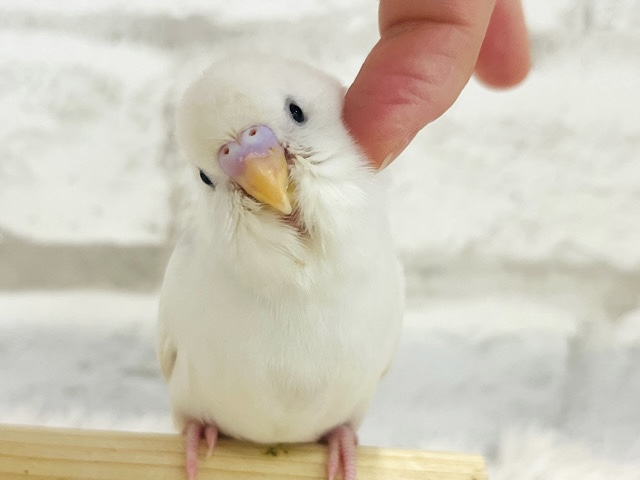 【最新画像・動画更新🪄もうすぐひとり餌‪☆】すすき野原から。。。こんにちはっ　セキセイインコ　ダブルファクター～～