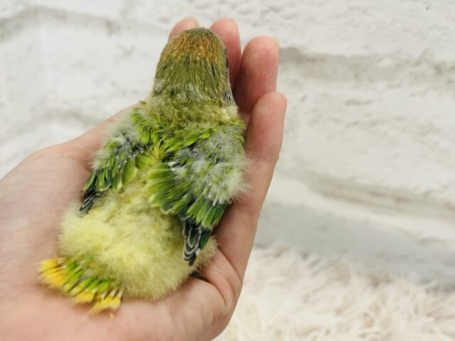 コザクラインコ（小桜インコ）