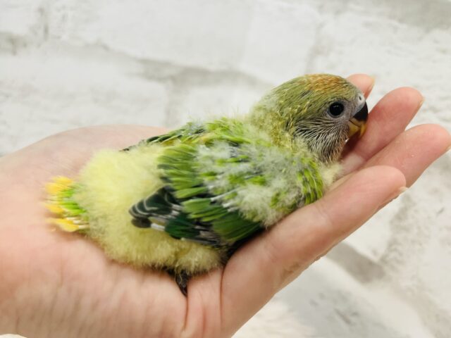 コザクラインコ（小桜インコ）