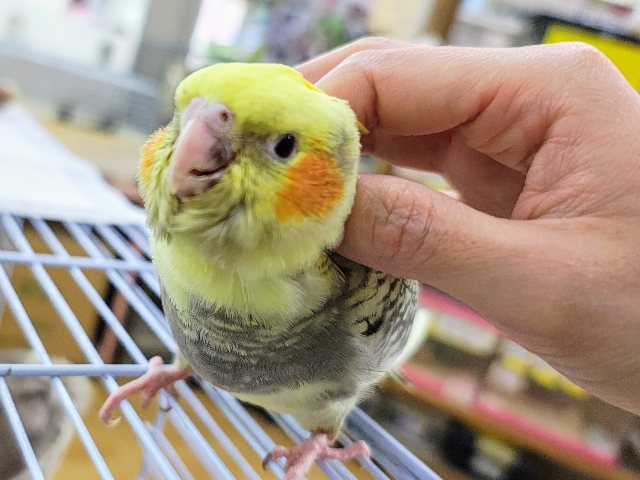 オカメインコ