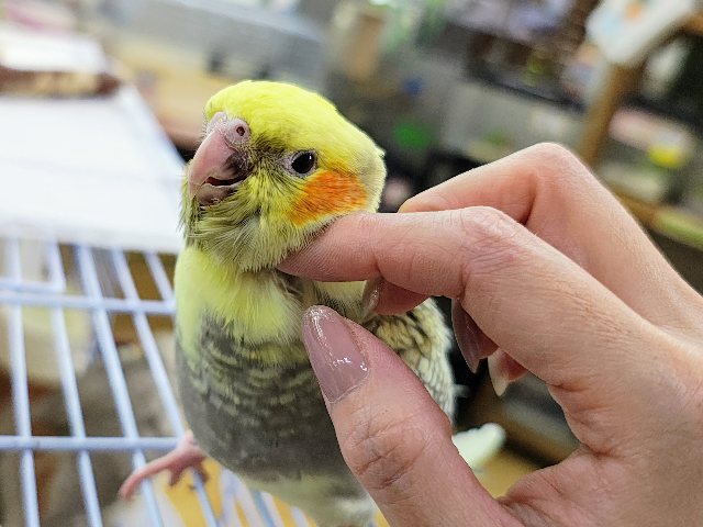 最新画像更新♥元気いっぱい☆きらきらパールのオカメインコ☆