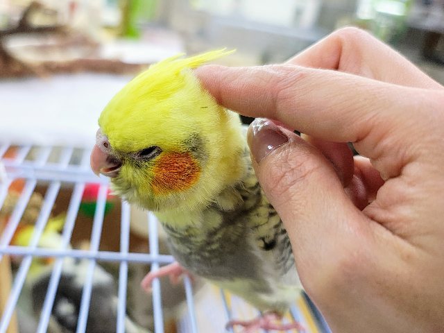 オカメインコ