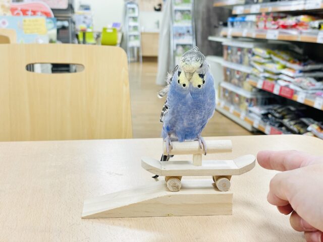 羽衣セキセイインコ