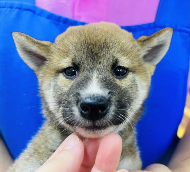 しっかり体型な柴犬来ましたー！