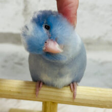 【最新画像・動画更新🪄ひとり餌になりました！】極美✨どこから見てもキレイな子‪☆マメルリハ(コバルトバイオレットミディアムパイド) ヒナ