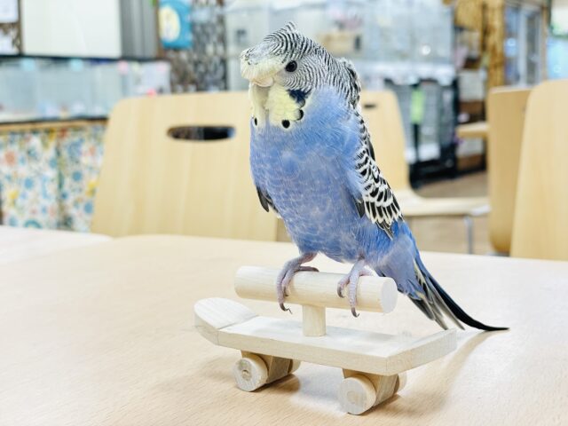 最新画像🪄】実はおっとり癒し系？🫧羽衣セキセイインコ(ノーマルカラー) ヒナ