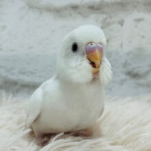 【最新画像更新🪄】おてての上が落ち着くね~♩♩セキセイインコ(ダブルファクター) ヒナ
